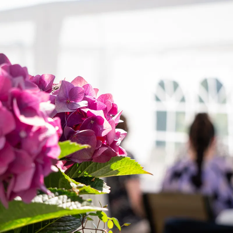 Hortensia kukkii juhlateltan edessä juhlien aikana